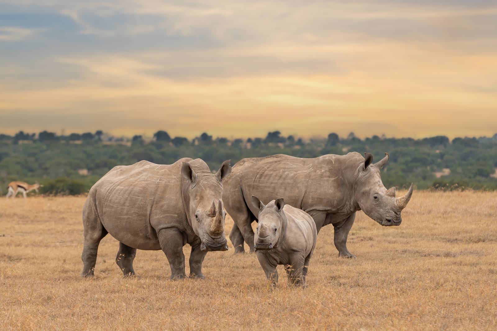 A white rhino family, two adults and a calf, grazing on open grassland at sunset